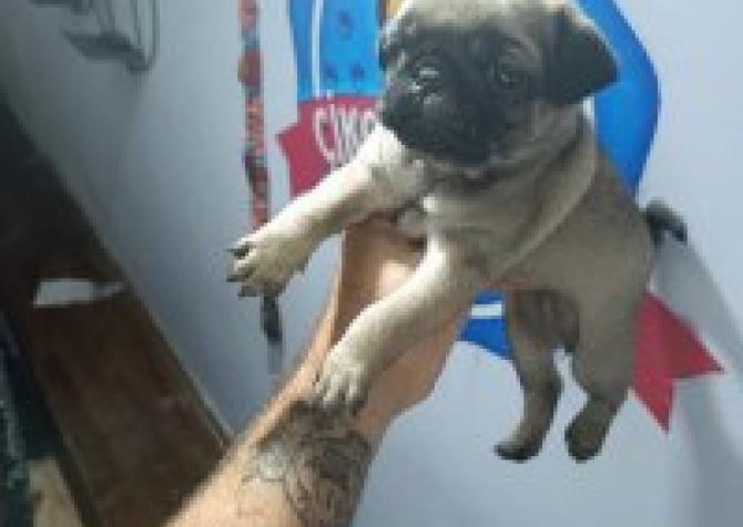 Pug yavru